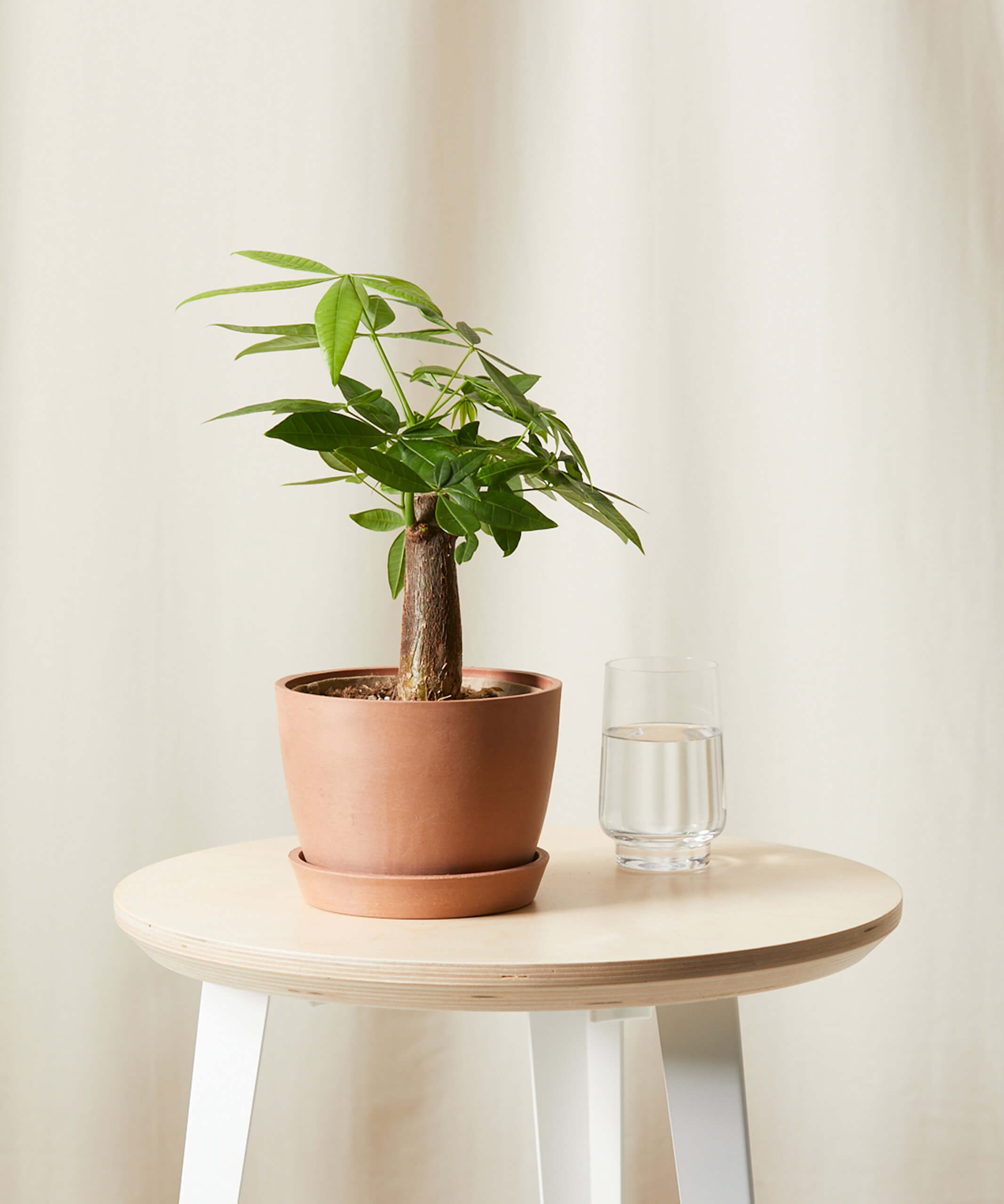the sill money tree plant small Mini Money Tree – NiuPlants