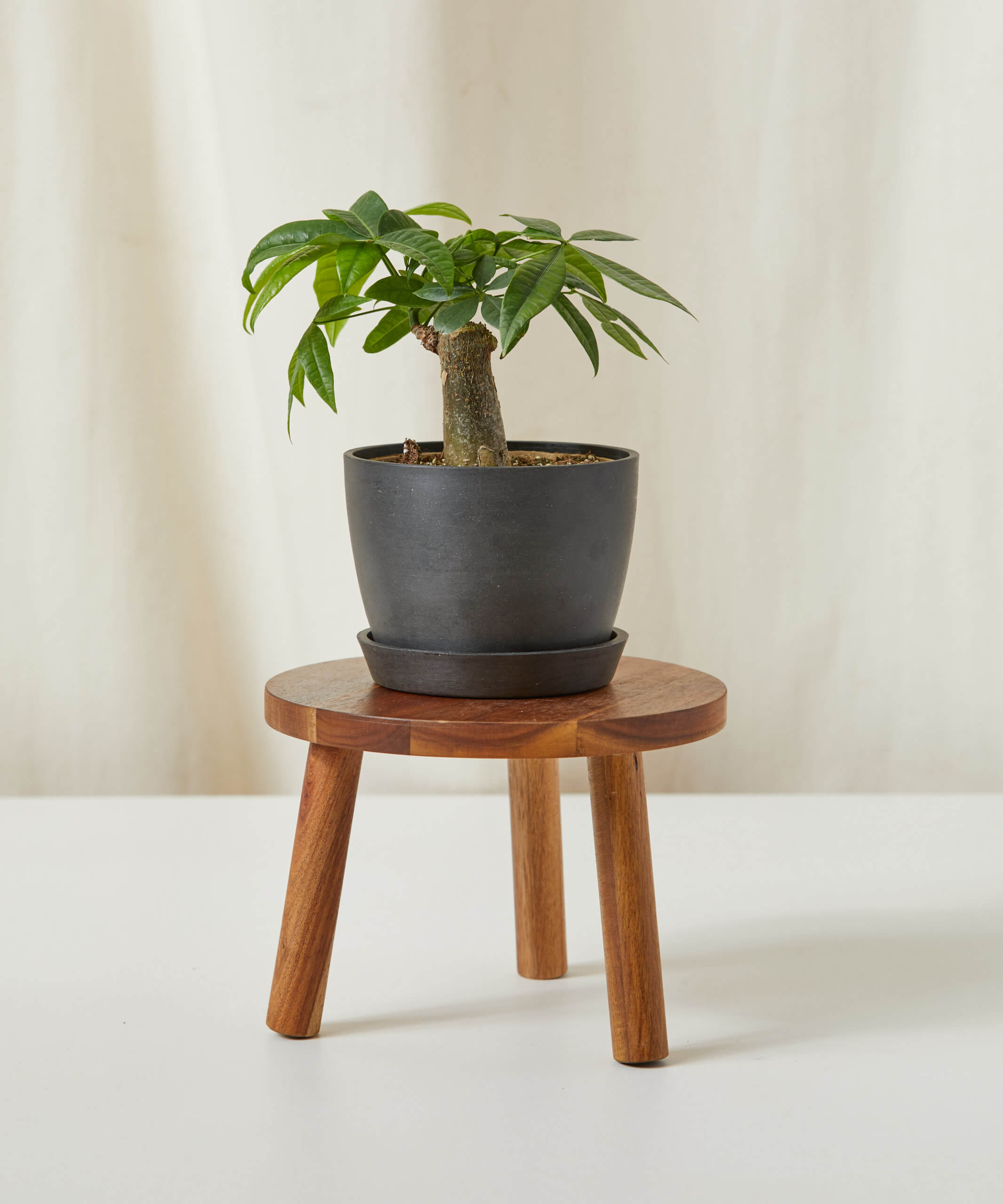 mini money tree near me Mini Money Tree – NiuPlants